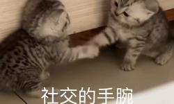 Featured image of post 手腕